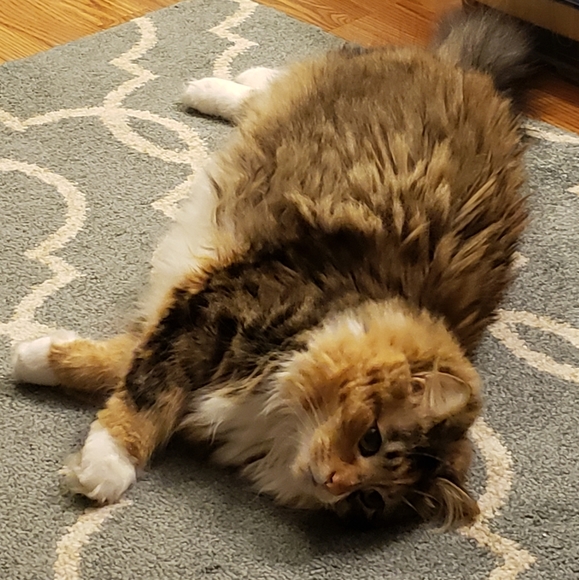 Photo Shoot (for wet-food🥫🍛🦀🦐) - Picture 2 of 9